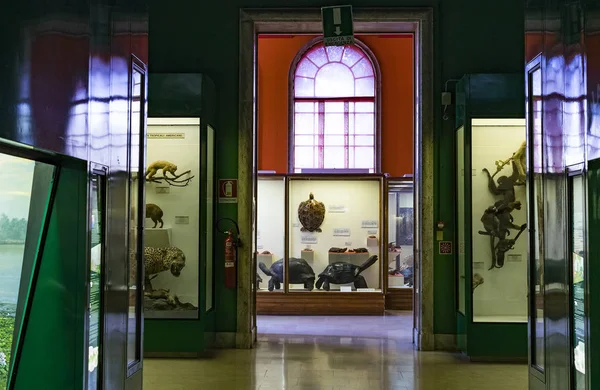 June 2018 Milan Italy Museum Natural History Milan Represents Animal — Stock Photo, Image