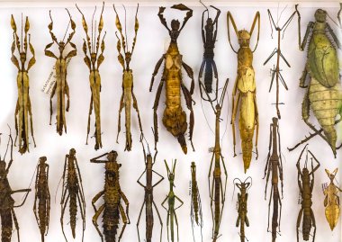 7 Haziran 2018, Milan, İtalya: Museum of Natural History Milano temsil eden dünya gezegeni böcekler dünya. 