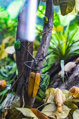 7 Haziran 2018, Milan, İtalya: Museum of Natural History Milano temsil eden dünya gezegeni böcekler dünya. 