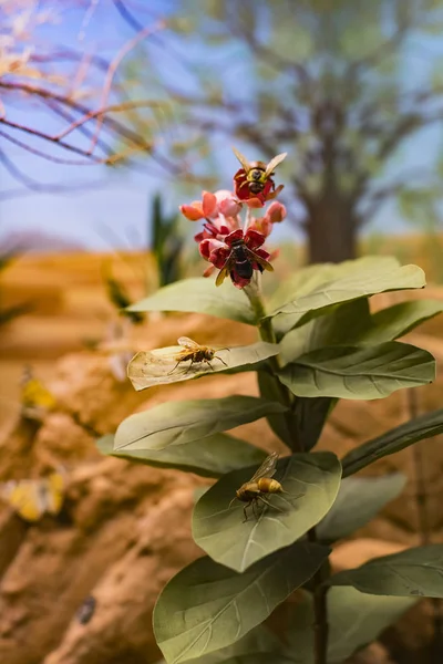 Junho 2018 Milão Itália Museu História Natural Milão Representa Mundo — Fotografia de Stock