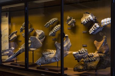 3 SEPTEMBER 2018, VIENNA, AUSTRIA: Exposition of fossil protozoa and mollusks in the Museum of Natural History, Vienna.  clipart