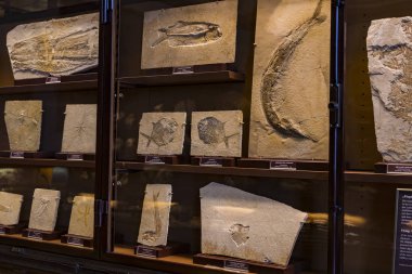 3 Eylül 2018, Viyana, Avusturya: Fuar fosil tek hücreli ve yumuşakçalar, Doğal Tarih Müzesi, Viyana. 