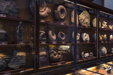 3 Eylül 2018, Viyana, Avusturya: Fuar fosil tek hücreli ve yumuşakçalar, Doğal Tarih Müzesi, Viyana. 