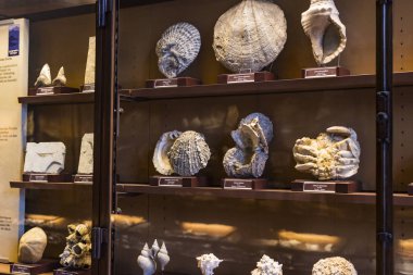 3 Eylül 2018, Viyana, Avusturya: Fuar fosil tek hücreli ve yumuşakçalar, Doğal Tarih Müzesi, Viyana. 