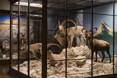 3 Eylül 2018, Viyana, Avusturya: Doğal Tarih Müzesi oluşturur pelüş hayvanlar, balık, memeli kuşlar ve sürüngenler.