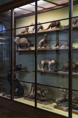3 Eylül 2018, Viyana, Avusturya: Doğal Tarih Müzesi oluşturur pelüş hayvanlar, balık, memeli kuşlar ve sürüngenler.