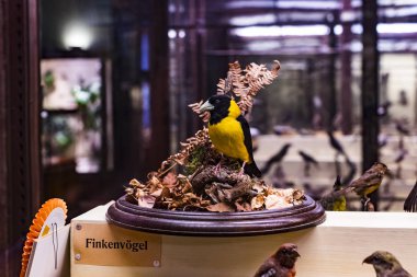 3 Eylül 2018, Viyana, Avusturya: Doğal Tarih Müzesi oluşturur pelüş hayvanlar, balık, memeli kuşlar ve sürüngenler.