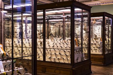 3 Eylül 2018, Viyana, Avusturya: Doğal Tarih Müzesi oluşturur pelüş hayvanlar, balık, memeli kuşlar ve sürüngenler.