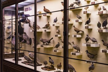 3 Eylül 2018, Viyana, Avusturya: Doğal Tarih Müzesi oluşturur pelüş hayvanlar, balık, memeli kuşlar ve sürüngenler.