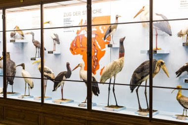 3 Eylül 2018, Viyana, Avusturya: Doğal Tarih Müzesi oluşturur pelüş hayvanlar, balık, memeli kuşlar ve sürüngenler.