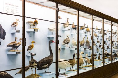 3 Eylül 2018, Viyana, Avusturya: Doğal Tarih Müzesi oluşturur pelüş hayvanlar, balık, memeli kuşlar ve sürüngenler.