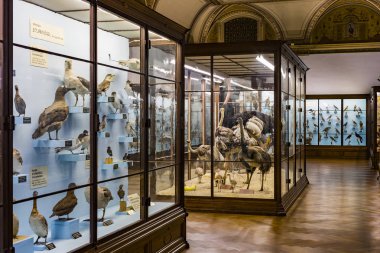 3 Eylül 2018, Viyana, Avusturya: Doğal Tarih Müzesi oluşturur pelüş hayvanlar, balık, memeli kuşlar ve sürüngenler.