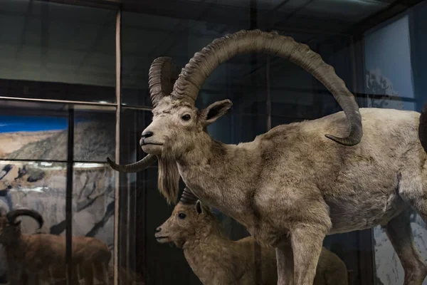 Σεπτεμβρίου 2018 Βιέννη Αυστρία Συνθέτει Μουσείο Φυσικής Ιστορίας Ταριχευμένα Ζώα — Φωτογραφία Αρχείου