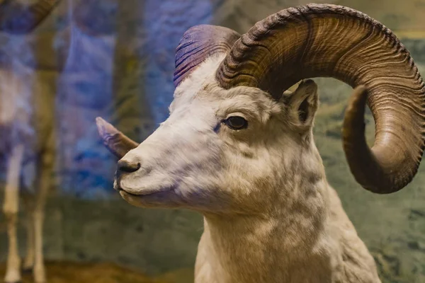 September 2018 Wien Österrike Museum Natural History Komponerar Uppstoppade Djur — Stockfoto