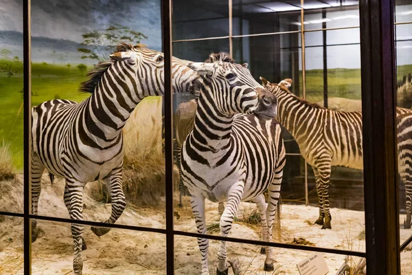 Září 2018 Vídeň Rakousko Museum Natural History Skládá Vycpaných Zvířat — Stock fotografie