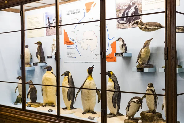 Września 2018 Wiedeń Austria Muzeum Historii Naturalnej Komponuje Wypchanych Zwierząt — Zdjęcie stockowe