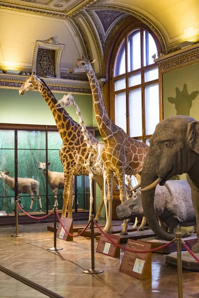 Září 2018 Vídeň Rakousko Museum Natural History Skládá Vycpaných Zvířat — Stock fotografie