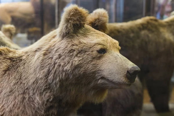 Septiembre 2018 Viena Austria Museo Historia Natural Compone Animales Peluche —  Fotos de Stock