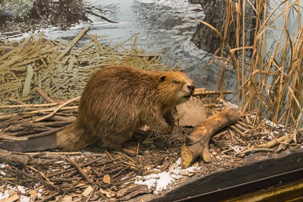 Września 2018 Wiedeń Austria Muzeum Historii Naturalnej Komponuje Wypchanych Zwierząt — Zdjęcie stockowe