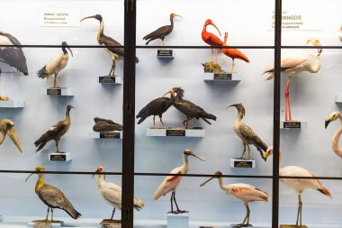 3 Eylül 2018, Viyana, Avusturya: Doğal Tarih Müzesi oluşturur pelüş hayvanlar, balık, memeli kuşlar ve sürüngenler. 