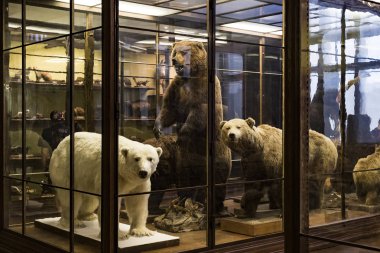 3 Eylül 2018, Viyana, Avusturya: Doğal Tarih Müzesi oluşturur pelüş hayvanlar, balık, memeli kuşlar ve sürüngenler. 