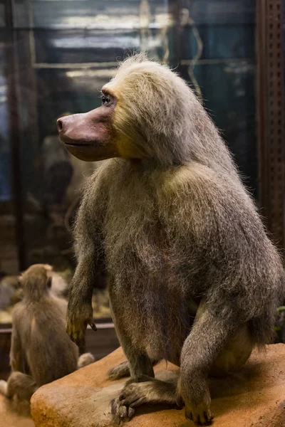 Septiembre 2018 Viena Austria Museo Historia Natural Compone Animales Peluche — Foto de Stock