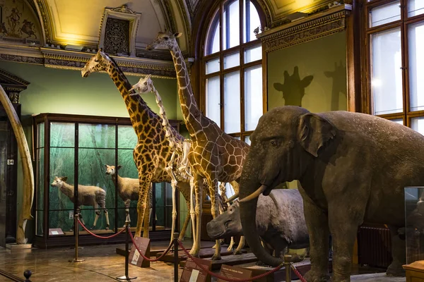 Septembre 2018 Vienne Autriche Musée Histoire Naturelle Compose Des Animaux — Photo