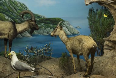 7 HAZİRAN 2018, MİLAN, İTALYA: Milano 'daki Doğal Tarih Müzesi' ne yerleştirilen hayvan dünyasından sergiler.