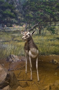 7 HAZİRAN 2018, MİLAN, İTALYA: Milano 'daki Doğal Tarih Müzesi' ne yerleştirilen hayvan dünyasından sergiler.