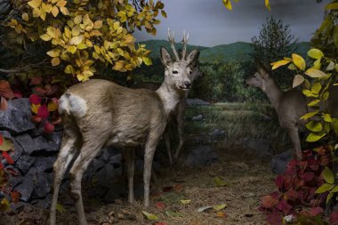 7 HAZİRAN 2018, MİLAN, İTALYA: Milano 'daki Doğal Tarih Müzesi' ne yerleştirilen hayvan dünyasından sergiler.