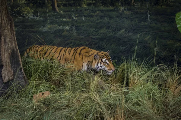 Junio 2018 Milán Italia Exposiciones Del Mundo Animal Colocadas Museo —  Fotos de Stock