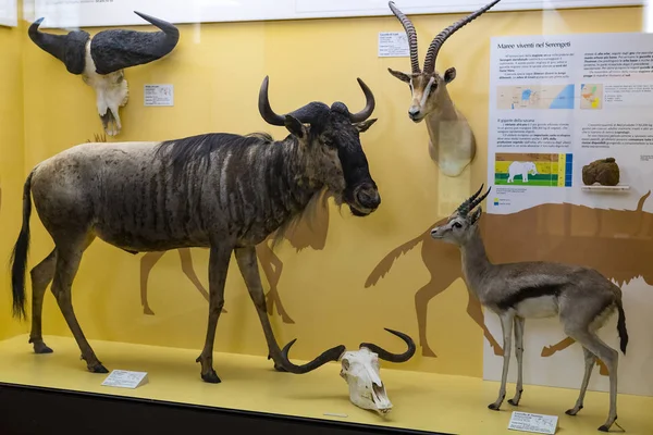2018年6月7日 意大利 在米兰自然历史博物馆举办的动物世界博览会 — 图库照片