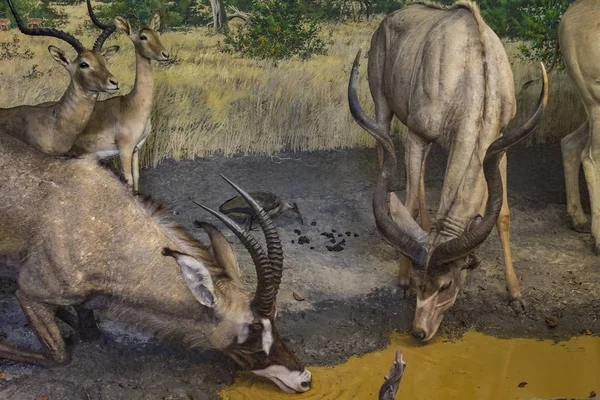 Juni 2018 Milan Italien Utställningar Från Djurvärlden Placerade Naturhistoriska Museet — Stockfoto