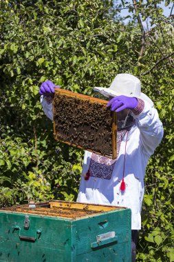 Bir adam bir arı kovanı arı bal toplama İnşaat