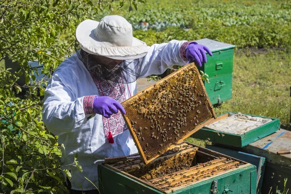 Człowiek Działa Pasiece Zbieranie Miodu Pszczoła — Zdjęcie stockowe