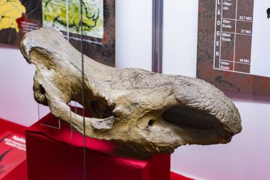 Münih, Almanya - 27 Kasım 2018: Sergileyen eski fosiller, flora ve fauna Münih Anthropological Müzesi.