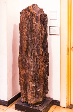 Münih, Almanya - 27 Kasım 2018: Sergileyen eski fosiller, flora ve fauna Münih Anthropological Müzesi.