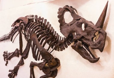Münih, Almanya - 27 Kasım 2018: Sergileyen eski fosiller, flora ve fauna Münih Anthropological Müzesi.