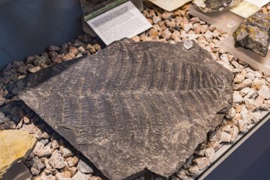 Münih, Almanya - 27 Kasım 2018: Sergileyen eski fosiller, flora ve fauna Münih Anthropological Müzesi.