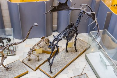 Münih, Almanya - 27 Kasım 2018: Sergileyen eski fosiller, flora ve fauna Münih Anthropological Müzesi.