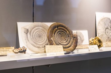 Münih, Almanya - 27 Kasım 2018: Sergileyen eski fosiller, flora ve fauna Münih Anthropological Müzesi.