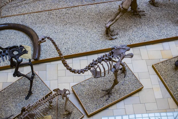 Munich Alemanha Novembro 2018 Exposições Fósseis Antigos Flora Fauna Museu — Fotografia de Stock