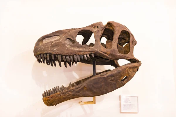 식물의 화석과 Anthropological 박물관의 동물군의 2018 — 스톡 사진