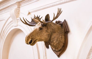 MUNİK, Almanya - 24 Kasım 2018 Hayvanların, boynuzların ve balık avlama araçlarının tarihinin sergilenmesi bir avcılık ve balıkçılık müzesidir..