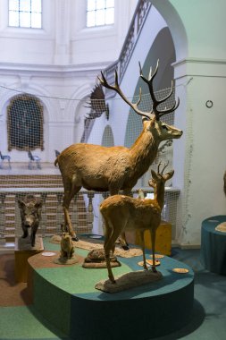MUNİK, Almanya - 24 Kasım 2018 Hayvanların, boynuzların ve balık avlama araçlarının tarihinin sergilenmesi bir avcılık ve balıkçılık müzesidir..
