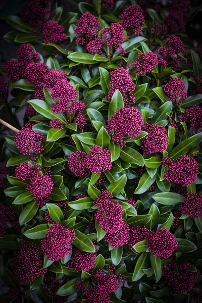 小さな庭の花撮影の背景をクローズ アップ — ストック写真