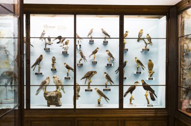 3 Eylül 2018, Viyana, Avusturya: Doğal Tarih Müzesi oluşturur pelüş hayvanlar, balık, memeli kuşlar ve sürüngenler. 