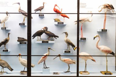 3 Eylül 2018, Viyana, Avusturya: Doğal Tarih Müzesi oluşturur pelüş hayvanlar, balık, memeli kuşlar ve sürüngenler. 