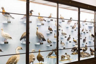 3 Eylül 2018, Viyana, Avusturya: Doğal Tarih Müzesi oluşturur pelüş hayvanlar, balık, memeli kuşlar ve sürüngenler. 