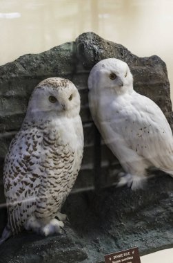 3 Eylül 2018, Viyana, Avusturya: Doğal Tarih Müzesi oluşturur pelüş hayvanlar, balık, memeli kuşlar ve sürüngenler. 